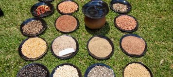 Seeds Various Seed Varieties Exhibited at a recent community seed bank networking meeting held in Mt Pleasant Harare