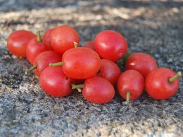 Nhengeni: Also referred to as Sour Plums